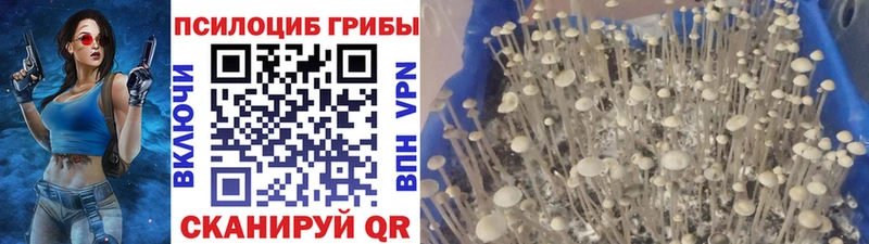 дарнет шоп  Старая Русса  Псилоцибиновые грибы Magic Shrooms 